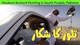 Houbara Bustard Hunting in South Punjab, Pakistan || Baaz Sey Talor Ka Shikar