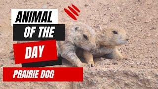 Prairie Dog -- Animal of the Day | Educational Animal Videos for Kids, Homeschoolers, and Teachers