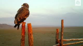 Steppe eagle looking for prey