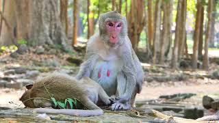 Update Jane monkey stay with her daughters Jonna monkey and grooming time. some her or