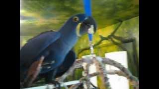 Hyacinth macaw - how to eat a banana