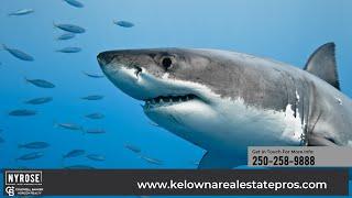 How Markets Work - A Shark Week Story - Kelowna Real Estate