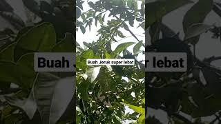 di luar nalar jeruk ini buah nya sangat lebat#shorts