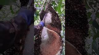 Giant HONEY BEE nest | Tropical Forest Bees