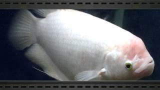 Giant Gourami Fish (Osphronemus goramy)