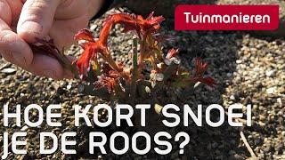 Hoe kort en wanneer snoei je de roos? | Lente | Tuinmanieren