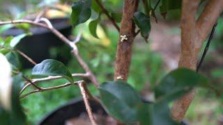 This Variety of Jaboticaba Could Fruit in 3 Years!