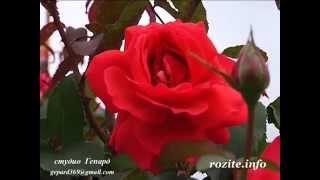 Red roses / Cherveni rozi