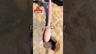 Искатель жемчужин нашел кое-что другое 🫨 #рекомендации #пляж #искатель