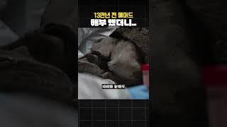 13만년 전 매머드를 발견하고 해부한 과학자들