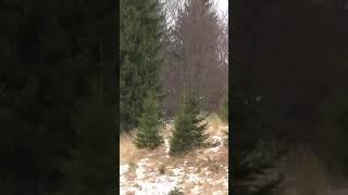 Wildlife 