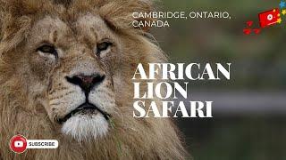 African Lion Safari near Toronto Canada | Scenic | Wildlife Relaxation Film