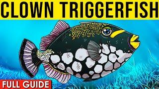 Clown Triggerfish Info And Care | How To Care For Clown Triggerfish