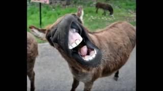 Funny donkey sounds HD