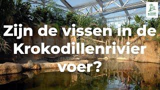 Zijn de vissen in de Krokodillenrivier voer?