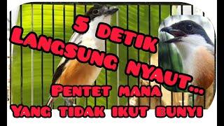 Burung cendet gacor full isian || cendet gacor || pancingan burung pentet malas bunyi