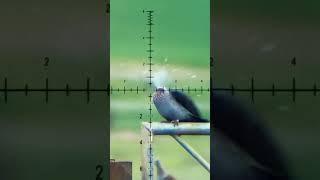 AIRGUN PELLET Secrets EXPOSED!  #hunting #fxairguns #airgunning