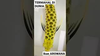 Ikan arowana termahal di dunia #shorts #ikanarowana