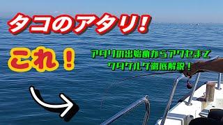 タコのアタリの出始めからアワセまで！ワダゲルゲ徹底解説