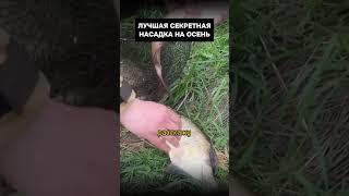 СЕКРЕТНАЯ насадка для ОСЕНИ! #рыбалка #насадкадлякарася #рыба