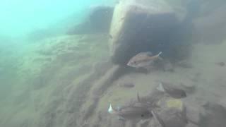 Bluegill Underwater in HD.