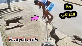 مواجهة اللصوص مع كـ ــ ـلاب الحراسة ! ستندهش حقاً  اغرب السرقات التي صورتها كاميرات المراقبة
