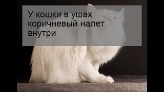 У кошки в ушах коричневый налет внутри