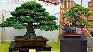 50 INSPIRASI BONSAI LOHANSUNG JUARA DAN TERBAIK ( podocarpus macrophyllus )