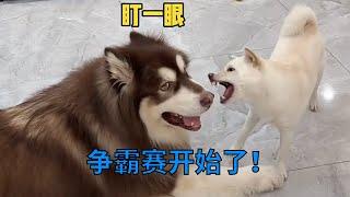 跨年夜里，又有一只小狗悄悄碎掉了…. #阿拉斯加#柴犬 #萌寵 #萌宠 #狗狗