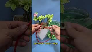 Tips for life. Use a chopstick to poke a hole in the pot soil. Put one end of the rope into the hole