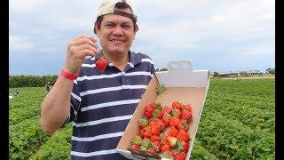Dâu tây ở Mỹ    pick your own strawberry