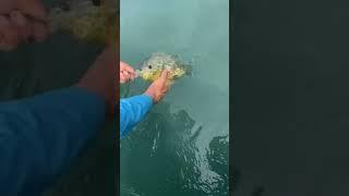 HUGE Pumpkinseed Release St. Clair River (Cucurbita maxima)