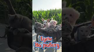 Доброе утро!