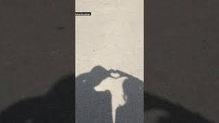 Haan ke Haan 🫀 #song #shorts #trendingsong #ytshorts #youtubeshorts @DestinationsDuo1214