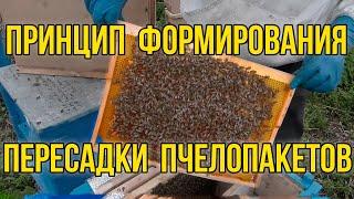 Принцип формирования сильных пчелопакетов, пересадка пчелопакетов
