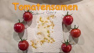 Tomatenanbau Guide 28 - Tomatensamen selber machen - simpel und schnell