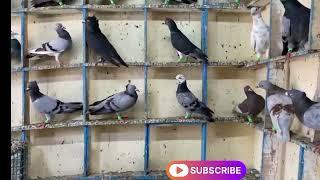 new kabootar (Lala Gale wala )98789 82957 punjab,,, #pigeonlover #malerkotla #delhi #delhipigon