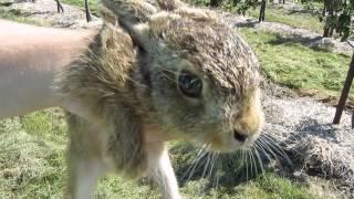 Wild baby hare