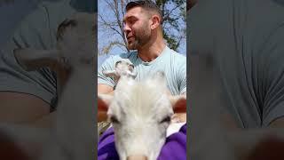 Discover the inspiring world of Lee Asher's baby goat rescues | My Pack Life | Animal Planet