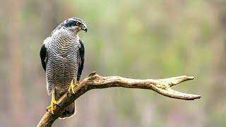 Northern Goshawk (The Most Aggressive American Raptor)