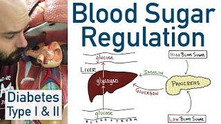 Blood Sugar Regulation | Pancreas, Liver, Type 1 Diabetes, Type 2 Diabetes