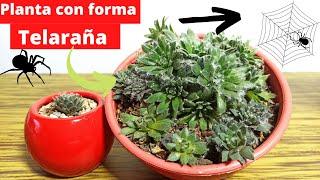 Planta con forma de telaraña sempervivum arachnoideum (Cuidados y reproduccion)