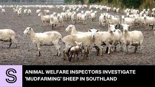 Animal welfare inspectors investigate 'mudfarming' sheep in Southland | Stuff.co.nz