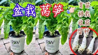 【种植小白必看】盆栽莴笋 育苗、移栽、采收、留种全攻略|如何种又粗又壮吃不完的莴笋