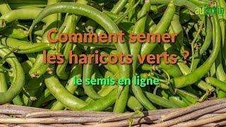 Comment SEMER les HARICOTS VERTS ?