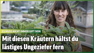 Diese Kräuter halten Ungeziefer ohne Gift fern | Im Beet mit Blick | Folge 24