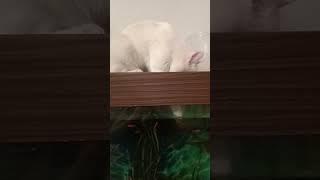 Леди-кошка