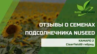 РЕАЛЬНЫЕ ОТЗЫВЫ глав КФХ и агрономов о гибридах подсолнечника Нусид (по корзинке).