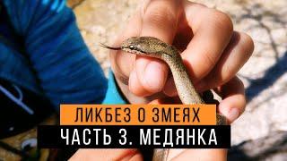 Обыкновенная медянка - Ликбез о змеях #3 / Ядовита или нет? / Smooth snake / Coronella austriaca