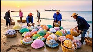 Pearl scallop harvest is great. Pearl farmers hunt for pearl oysters